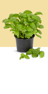 Stock up on Sainsbury's Fresh Living Basil Pot and others. See all options.