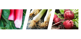 New season produce includes rhubarb, spring onions, radishand and more